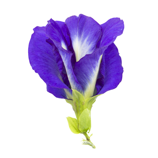 Butterfly Pea Flower