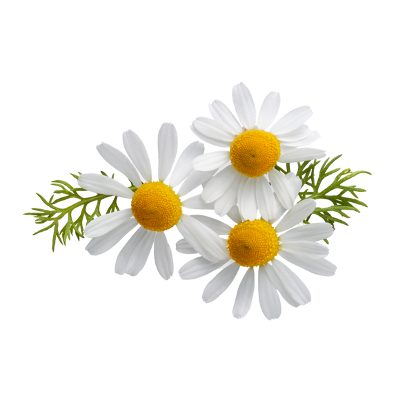 Chamomile 