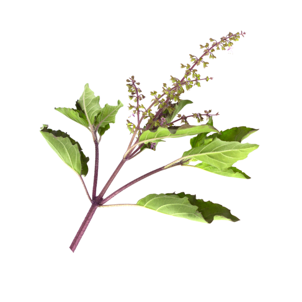 Tulsi