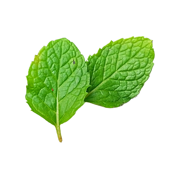 Spearmint