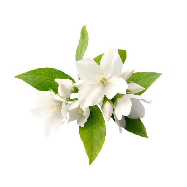 Jasmine 